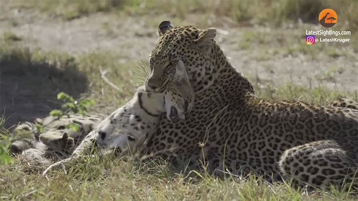 The African leopard grips the serval's neck and does not let go.