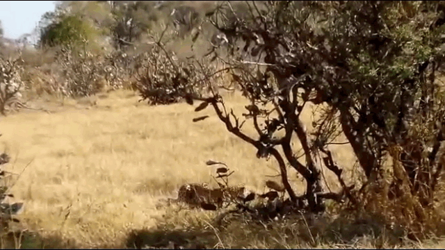 The leopard kills its prey and then quietly walks away.