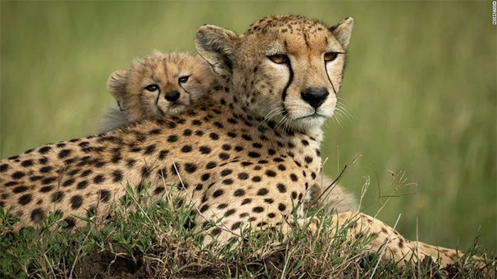 Spotted Leopard