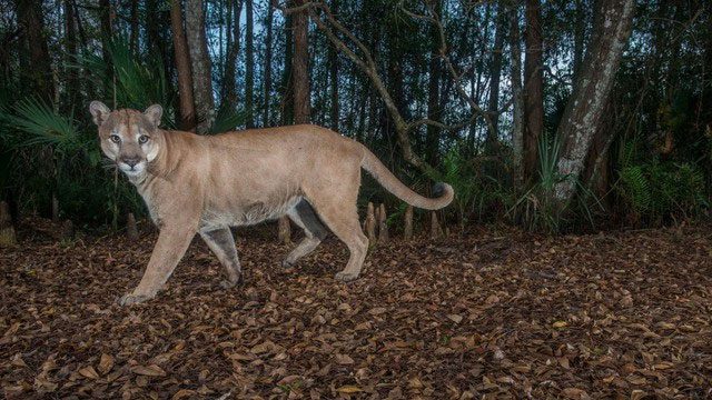 The Florida panther is a species on the brink of extinction.