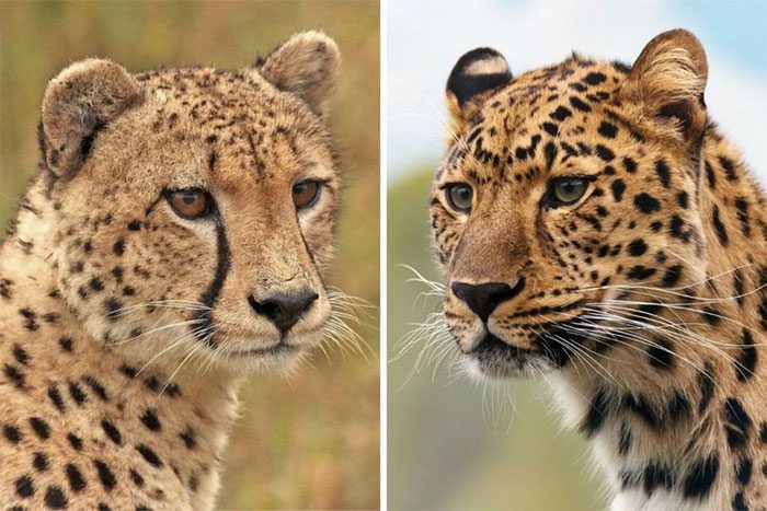Cheetah (left) and leopard rarely coexist peacefully.