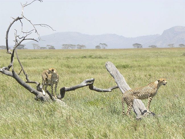 Cheetah