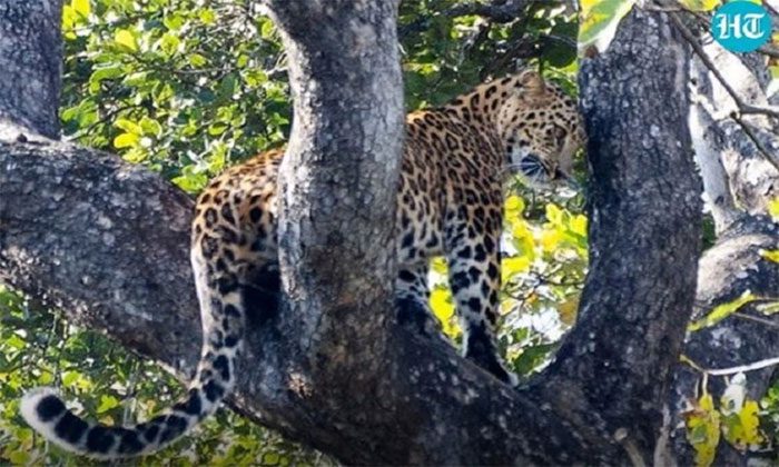 The leopard had to stay in the tree for 7 hours due to being pursued by the tiger.