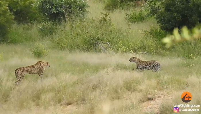 The mother cheetah tried to fight back and save her cub, but she was no match for the leopard.