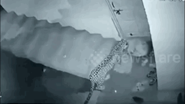 When the opportunity arose, the leopard swiftly grabbed the dog's neck.
