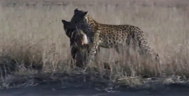 Leopard Olebeli grabs the prey's neck and walks away.