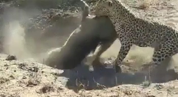 Waiting for the prey to emerge from its burrow, the leopard lunges forward at incredible speed.