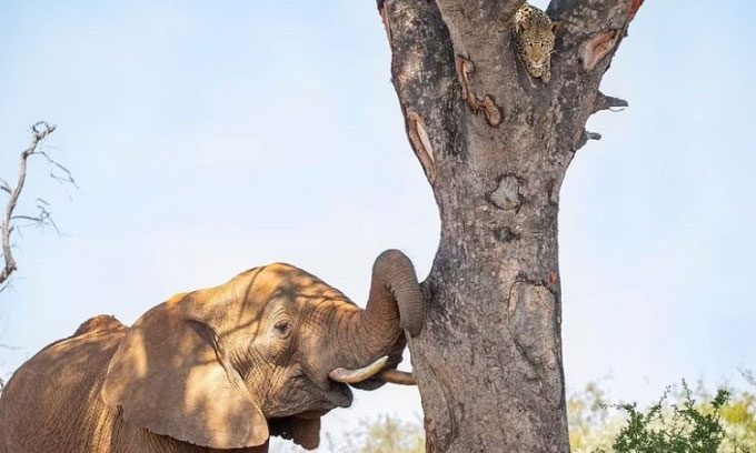 The elephant tries every way to drive the leopard from its high hiding spot
