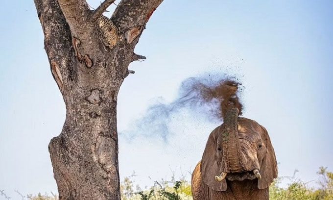 The male elephant sprays dust towards the leopard to scare it.