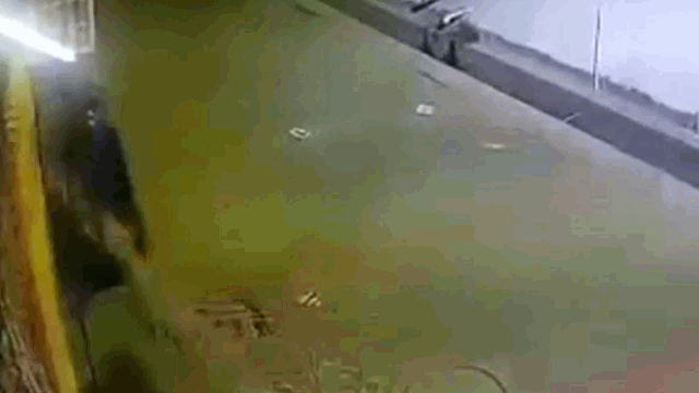 Leopard attacks journalist.