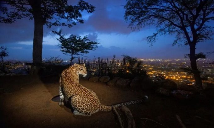 Leopards are increasingly common in urban Mumbai.