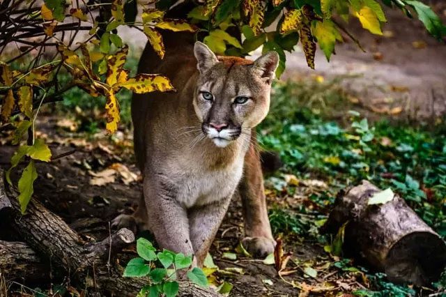 Pumas prefer rocky mountainous regions in North and South America.