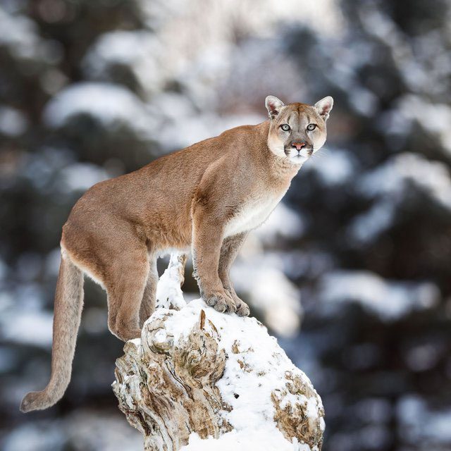 Females can give birth to up to 6 cubs at a time.