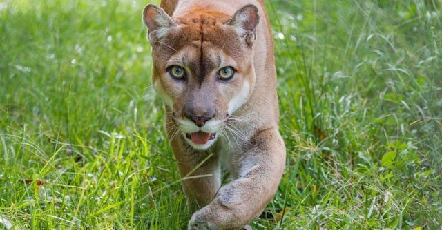 They are nocturnal animals and face the risk of being hit by cars while hunting at night.