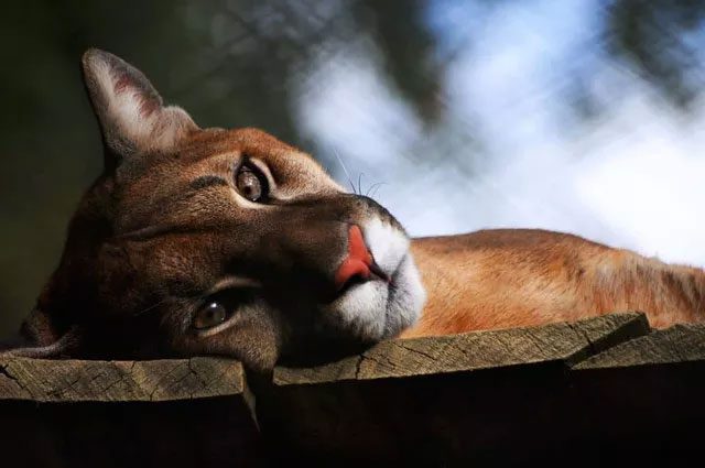 Their fur ranges from tawny brown to grayish-red.