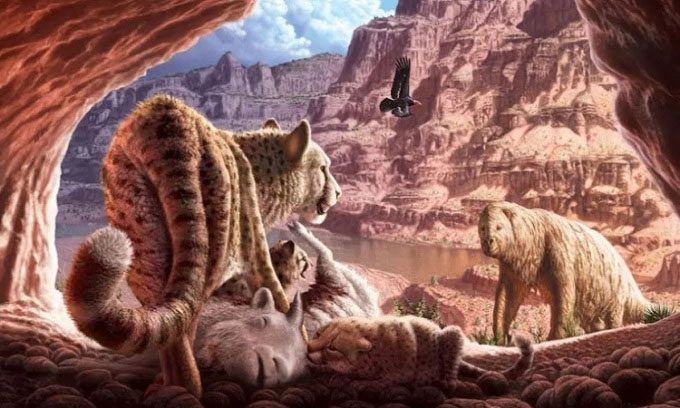 Reconstruction of two ancient American cheetahs possibly fighting to claim territory.