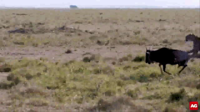 As soon as the opportunity arises, the cheetah immediately lunges to chase its prey.