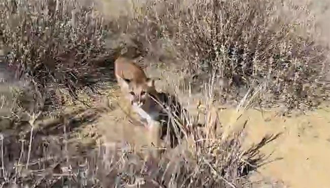 Moment the cougar leaps out of the bushes, charging at the man walking on the mountain