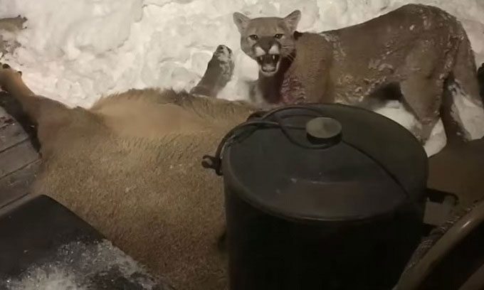 The mountain lion appears angry for being disturbed while tearing apart the moose.
