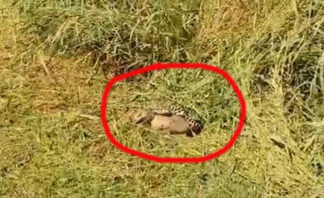 Crab-eating fox rushing out from the bushes, ocelot swiftly captures its prey.