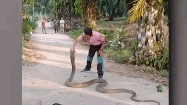 The man successfully captured the snake with his bare hands and carried it to his vehicle.