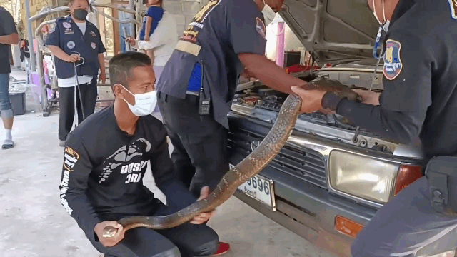 Experts approached the snake and pulled it out.