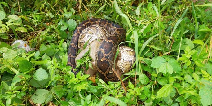 The reticulated python tightly coiling around the golden monkey