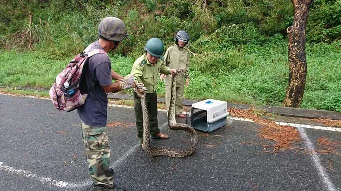 After capture, the forestry force took care of the python