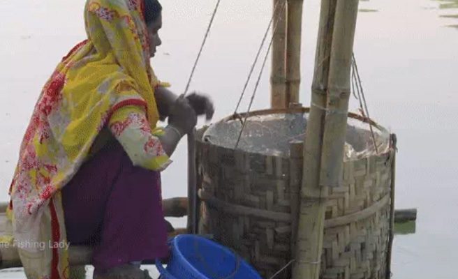 A very simple bamboo fish trap.