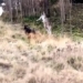 beagle fights kangaroo and the surprising ending 122302