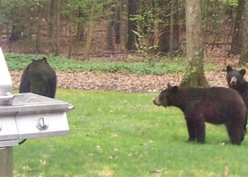 bear 1 200 black bear wakes up after sleeping 119694