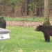 bear 1 200 black bear wakes up after sleeping 119694