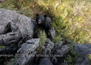 bear attacks while climbing the mountain lucky man escapes death 123675
