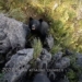 bear attacks while climbing the mountain lucky man escapes death 123675