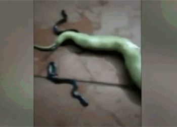 beaten and smashed by snake mother still acts strangely on the floor to bear children 119526