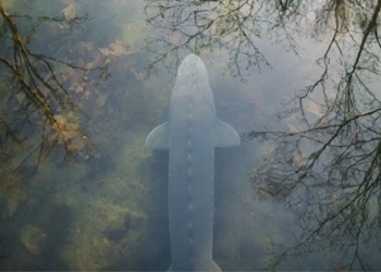 behind the mysterious death of the canadian catfish 123354