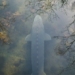 behind the mysterious death of the canadian catfish 123354