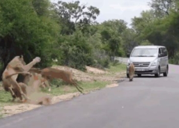 being chased by a rhino from lao into the lion s den to submit 120863