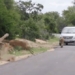 being chased by a rhino from lao into the lion s den to submit 120863