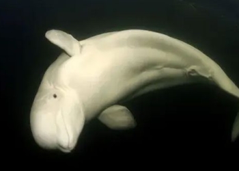 beluga whale missing on seine river becomes attention grabber in france 122178
