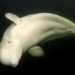 beluga whale missing on seine river becomes attention grabber in france 122178