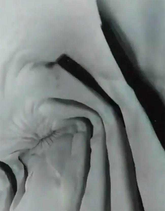 The inside of the shark's mouth appears very smooth and clean.