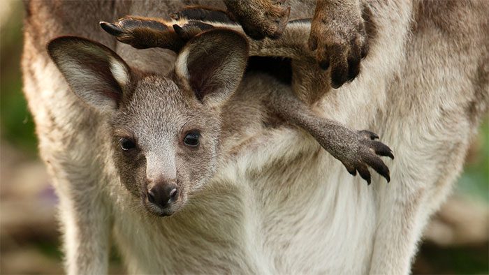 The kangaroo's pouch resembles a backward hoodie.