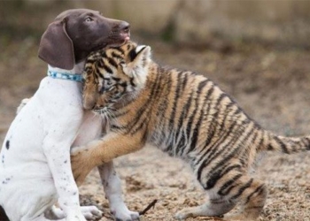 bengal cat joyful victory mother field fortune find warmth from unique friend 118226