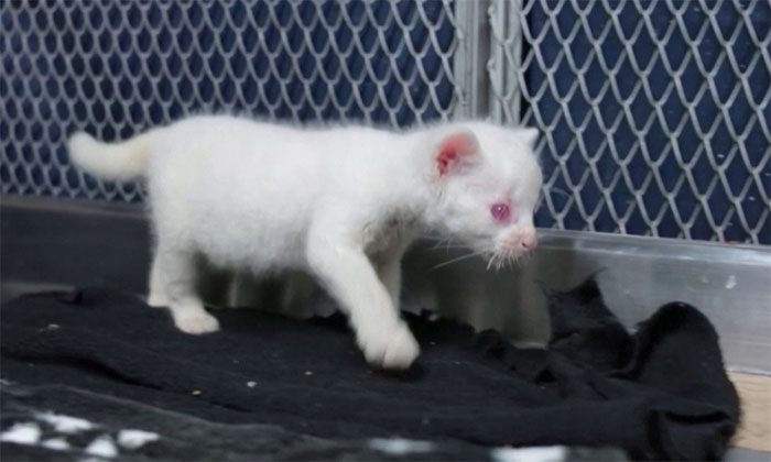 Newly discovered albino ocelot.