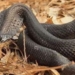 best actor in the world animal species snake seen by expert dies 118054