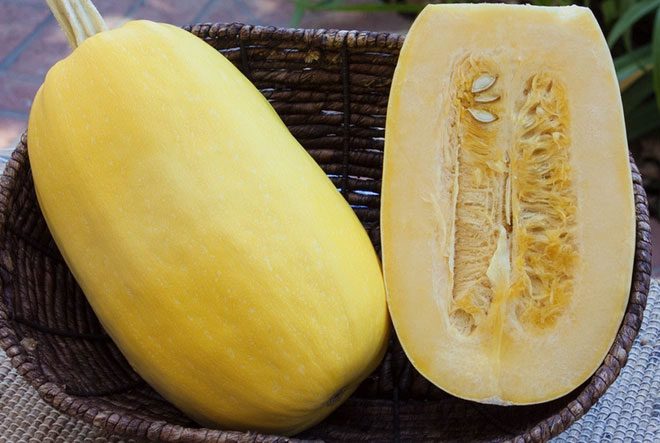 Noodle squash at harvest looks similar to traditional pumpkins with a skin like that of a pear.