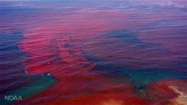 Red Sea