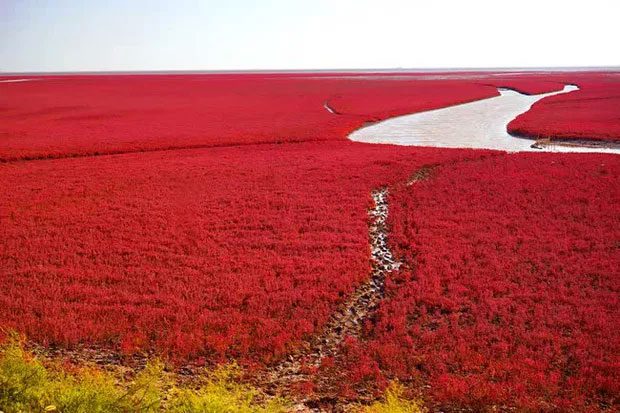 The vibrant colors of the Red Beach come from a special type of algae
