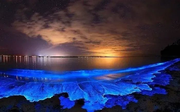 This type of algae can proliferate in seawater, leading to red tide.
